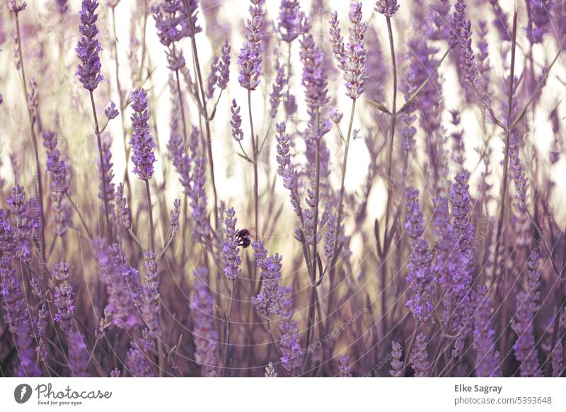 Purple flowering lavender Lavender Plant Summer Blossom Fragrance Exterior shot naturally Colour photo Medicinal plant Close-up blurriness