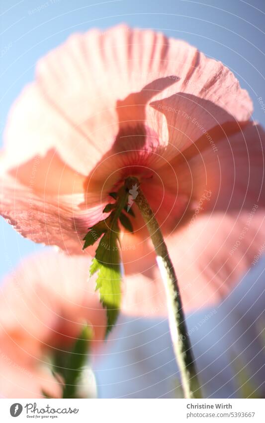 poppy seed Poppy blossom Flower Summer brilliant blossom to the light Plant atmospheric Sky Exterior shot Summer's day cheerful Style tranquillity Spirituality