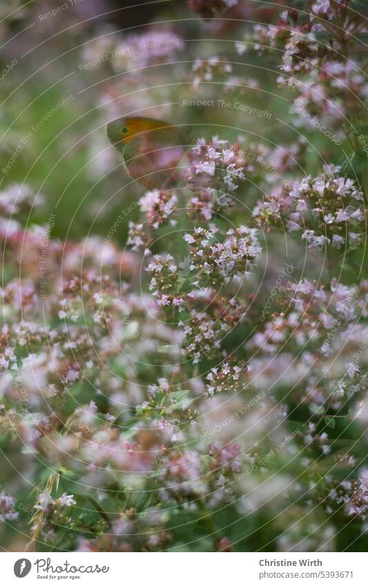 Butterfly in wild marjoram Flowering plant herbs Marjoram Nature Oregano Blossom Summer Fragrance Garden blurriness Exterior shot Blossoming Sunlight