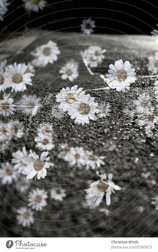 Blooming street Street Pavement Asphalt Marguerite Changing climate Global warming Climate Catastrophe Climate change Climate protection climate crisis