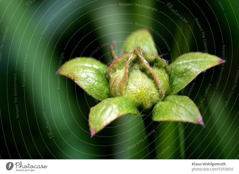 Trifle by the wayside. A flower bud or fruit capsule in the herb layer at the wayside Weed Plant uncontrolled growth Chinese poplar Summer Green Exterior shot