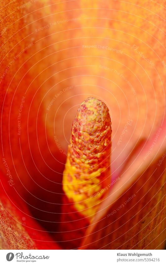 Copper colored calla, the view into the calyx shows the eigendliche flower the flask Calla Flower Blossom Elegant pretty Detail Plant zantedeschia