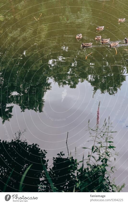 Ententeich Teich Vögel Schwimmen Natur Weiher See Park Sommer Sommerlich Reflexion Schatten Saarbrücken Idylle