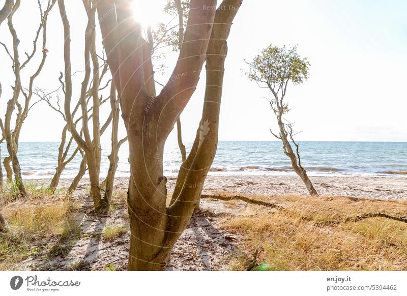 western beach Western Beach Darss Fischland-Darss-Zingst trees Mecklenburg-Western Pomerania Baltic Sea Baltic coast Ocean Vacation & Travel Horizon