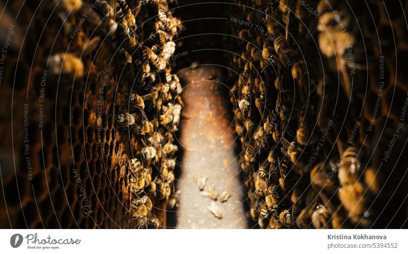 Bees swarming on honeycomb, extreme macro shot. Insects working beehive beekeeping food beeswax farm nature nectar organic apiary beekeeper cell close up