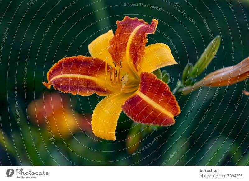 Lily flower close up Flower Blossom Plant lily Lily blossom Nature Summer Close-up Orange Garden Noble Garden Lily fire lily Red Macro (Extreme close-up)