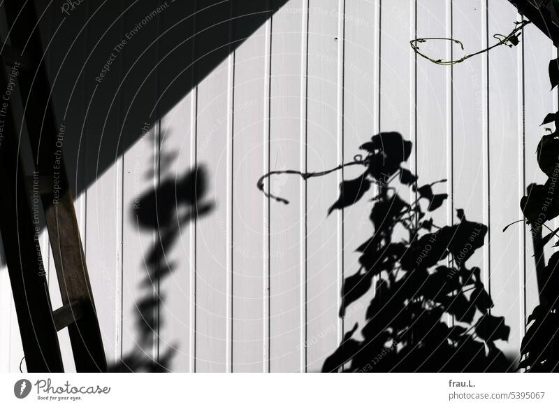 shadowy existence flowers Ipomaea Tricolor mauve Hollyhock Ladder Roof terrace Wall (building) Summer Sunlight Balcony Plant