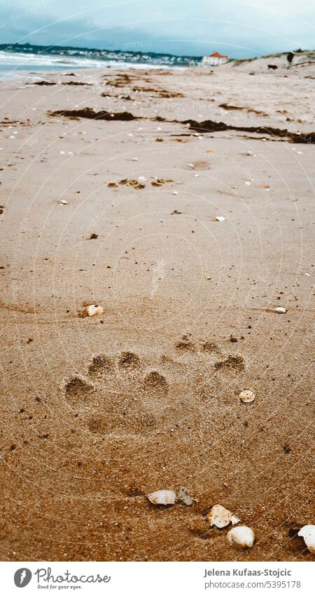 Paw print of dog in sandy beach Pawprint Dog Sand Sandy beach coast Ocean Water Beach Exterior shot Deserted Colour photo Relaxation Tracks Nature Summer