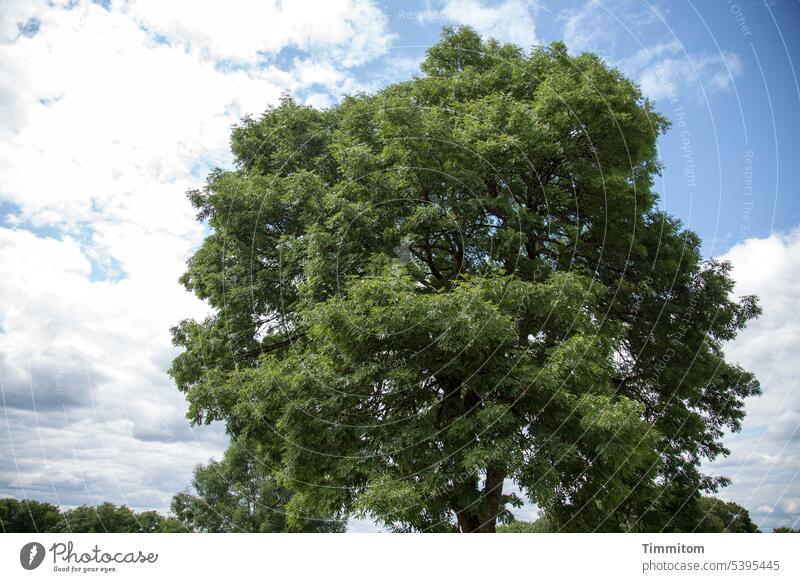 A mighty tree against vivid sky Tree Deciduous tree Green Old mightily Tree trunk Sky Blue Clouds Sunlight Bright background Nature Light Colour photo Deserted