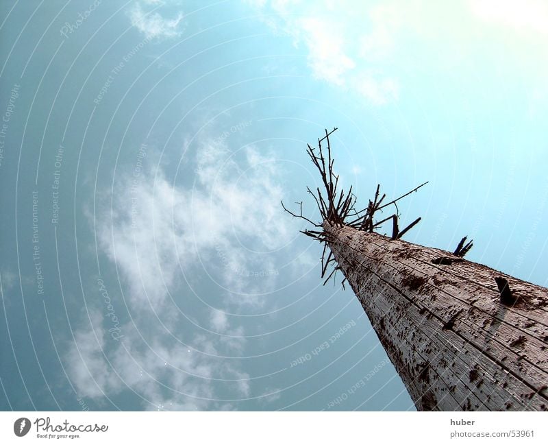 Tree trunk from below Broken Lotharpfad nature reserve Clouds Sky Death turquoise gravel Branch