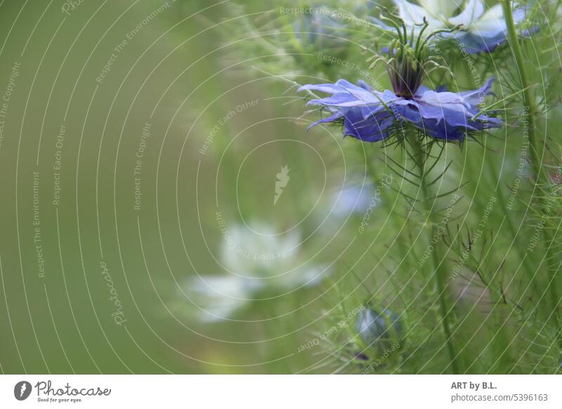 more right in picture maiden in green Protection ramifications ramified Branches Denies Delicate Love-in-a-mist excerptJ Garden floral Blossom Flower