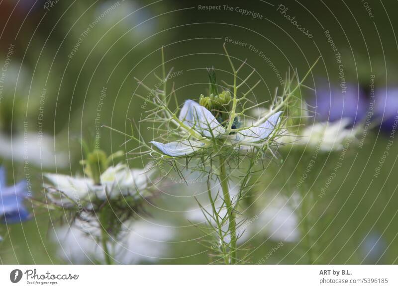 Maid in the green in flower bed Protection ramifications ramified Branches Denies Delicate Love-in-a-mist Garden floral Blossom Flower detail Summer Season