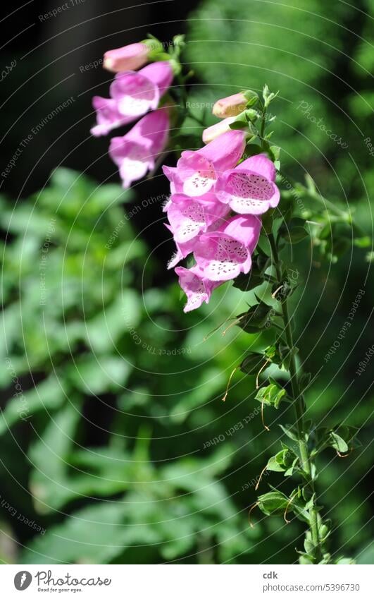 Plant portrait: the red foxglove | beautiful, poisonous and deadly if eaten. flowering plant Blossom Close-up Nature Flower Blossoming naturally pretty Garden