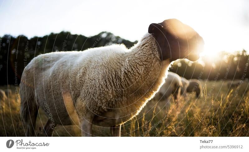 Sheep #1 sheep Flock Wool Meadow Willow tree Evening Animal