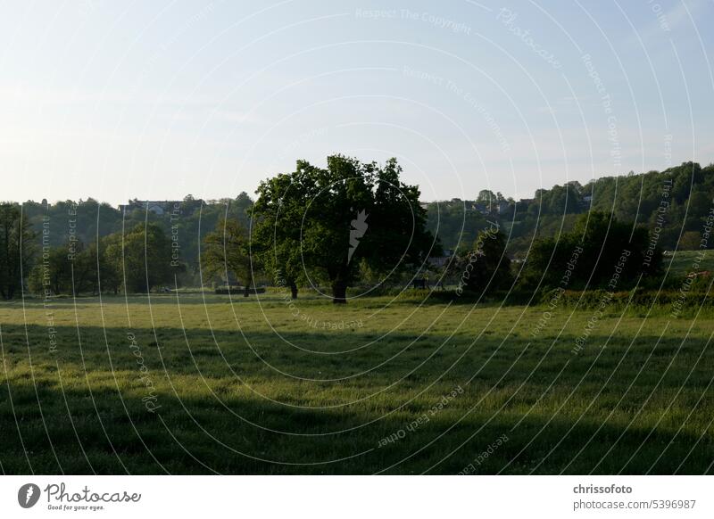 Tree in meadow Nature Hope Life Meadow Soul Sky Potential Human being Shadow