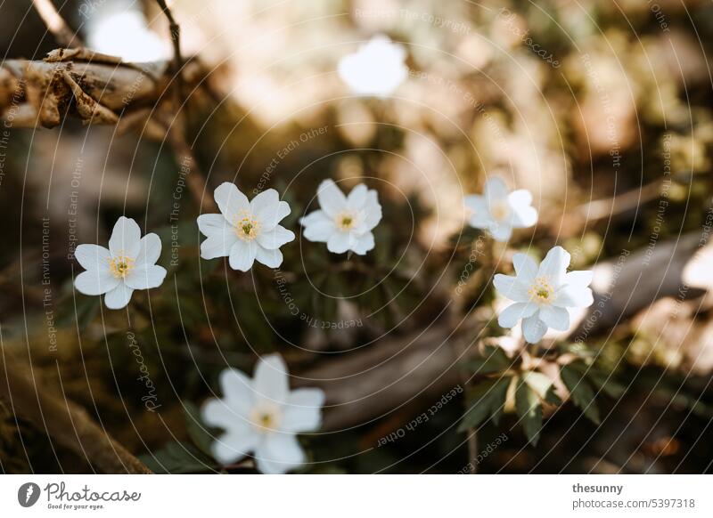 White wildflowers wild flowers blumenimwald woody plants ground flowers whiteflower white flowers Woodground