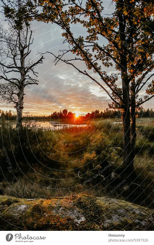 Sunset in Sweden Sunlight golden hour sunshine Sunbeam sweden-landscape Foliage plant Lake Clouds in the sky