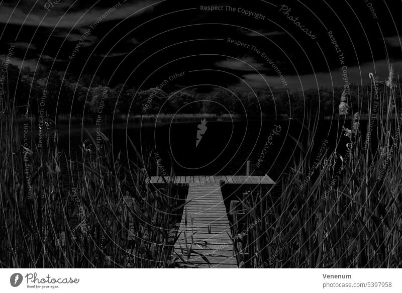 Wooden walkway on the lakeshore for anglers between large reed plants on Lake Holbeck,black and white small lake water sky cloud clouds sea shore reeds