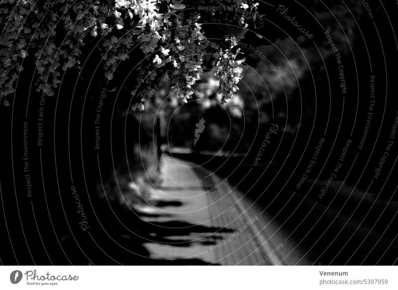 Flowering robinia tree above the pedestrian walkway next to a road. Selective sharpness, blurred background, very shallow depth of field, black and white