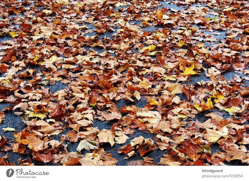 primeval foliage Environment Nature Autumn Climate Tree Leaf Street Faded To dry up Dirty Wet Brown Multicoloured Yellow Gray Red Black Safety Transience