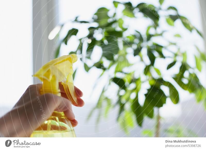 Home garden - person water spraying potted plant. Gardening urban jungle hobby. Young woman taking care of green house plants at home close up. abstract