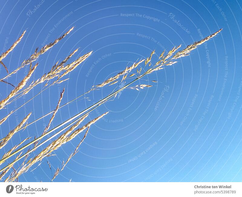 dry grasses against blue sky Dry Summer sky Sky blue Grass Close-up Shallow depth of field Environment Nature blurriness Beautiful weather Wild plant Sunlight