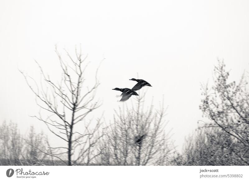 Ducks fly over bare trees in winter Bird Nature Animal animal world Wild animal Winter Wild bird Monochrome Winter's day Winter mood Winter activities