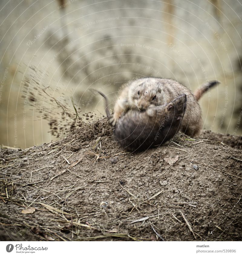 turmoil Animal Wild animal Rat Mouse prairie dog 2 Fight Brown Gray Competition Martial arts Vociferous Earth Colour photo Subdued colour Exterior shot Deserted