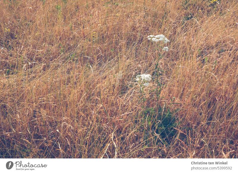 The meadow has dried up, only a white yarrow is still bravely blooming Meadow Shriveled Grass grasses dry meadow Yarrow aridity lack of water dry season