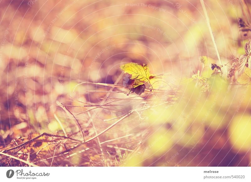 Autumn lights II Environment Nature Earth Bushes Leaf Foliage plant Wild plant Meadow Forest Illuminate Brown Yellow Orange Contentment Joie de vivre (Vitality)