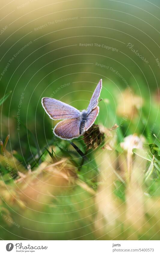 Lesser blue butterfly on a clover Butterfly Nature Insect Macro (Extreme close-up) Summer Close-up Deserted Small Animal portrait Beauty & Beauty Meadow Clover