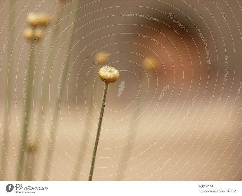 micadogold Flower Grass Blossom Bud Blur