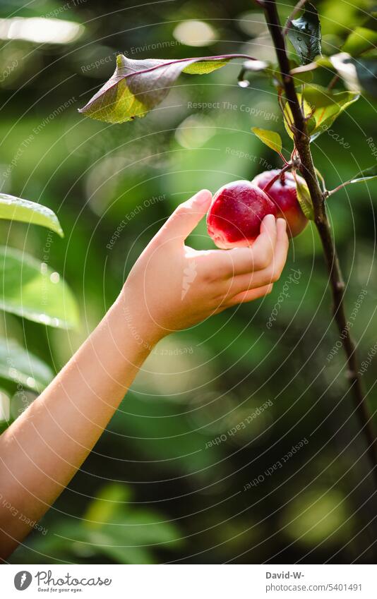 Child picking an apple from tree Apple Pick Apple tree Garden Organic produce Hand Fruit Healthy Nature fruit vitamins explore Nutrition Harvest Girl Grasp