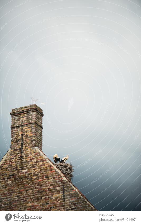 Stork nest on the roof Stork's Nest stork village at home Roof Sky White Stork Bird Eyrie