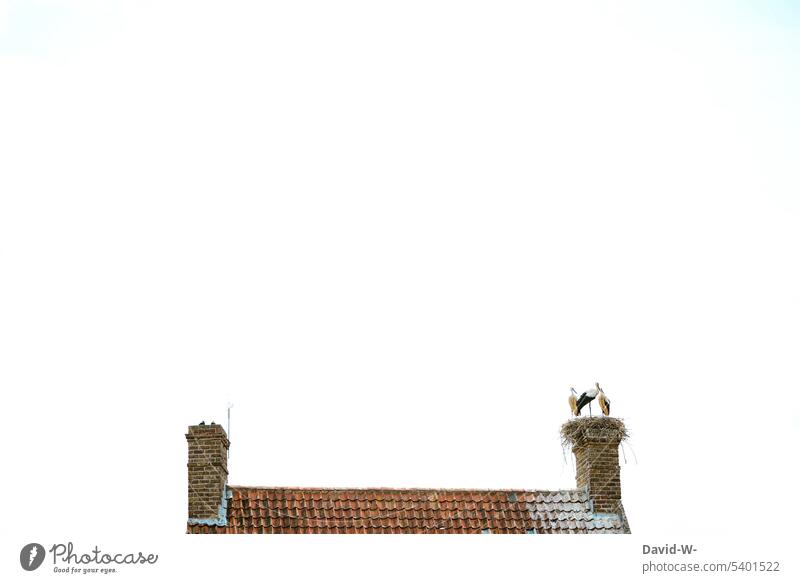 Three storks on the roof Stork Stork's Nest Storks Chimney White Stork Roof house roof stork village