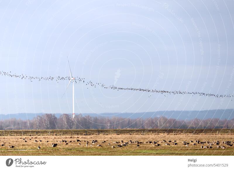 Meadow with many wild geese, in the background a wind turbine and in the sky a huge flock of lapwings Landscape Nature bog meadow Ochsenmoor trees Pinwheel