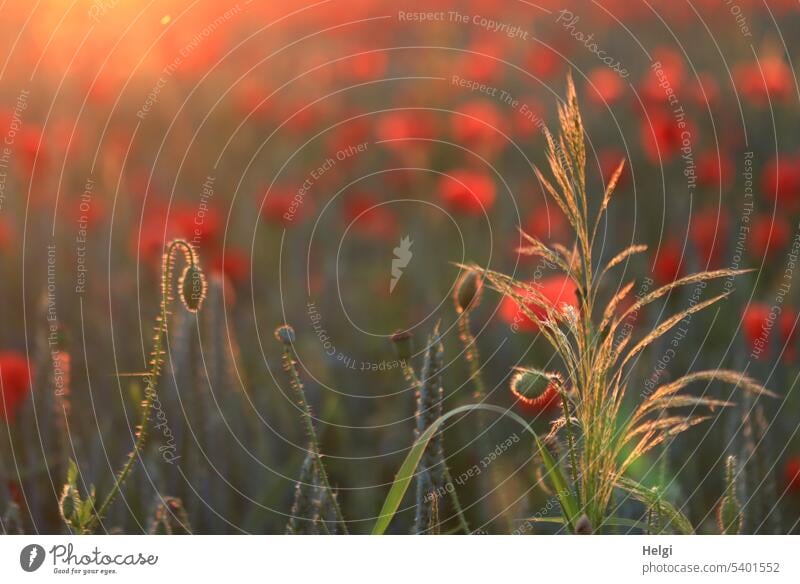 Mo(h)ntag again and again ... | grasses and poppy buds in the evening sun, blurred poppy flowers in the background Poppy Poppy field Grass poppy blossoms