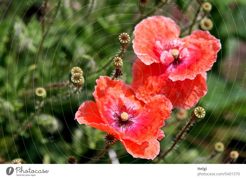 Perennial Mo(h)ntag | poppy flowers and seed pods in a garden Poppy Corn poppy Poppy blossom Poppy capsule Seed capsule Garden wax Summer Summery