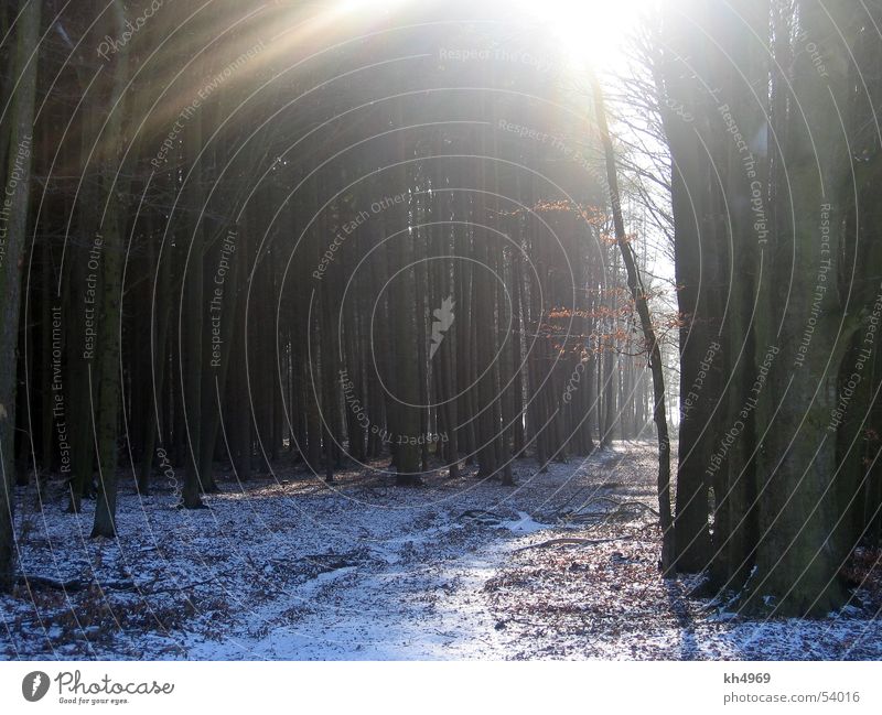 winter forest Forest Back-light Gloomy Leaf Footpath Snow Lanes & trails Sun