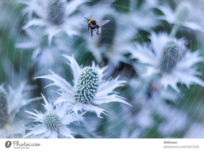 Among the bees the manure flowers are very popular man litter eryngium Blossom blossom Insect Bee Honey bee Landing amass pretty Nature Plant naturally Flower