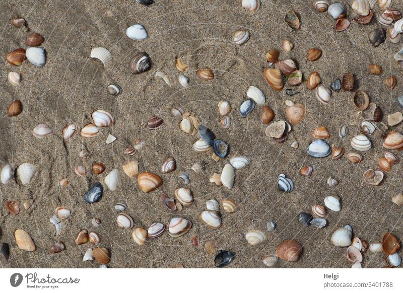 many shells lie in the sand seashells Sand Beach Summer North Sea beach Vacation & Travel Nature early summer coast Exterior shot Cockle common cockle