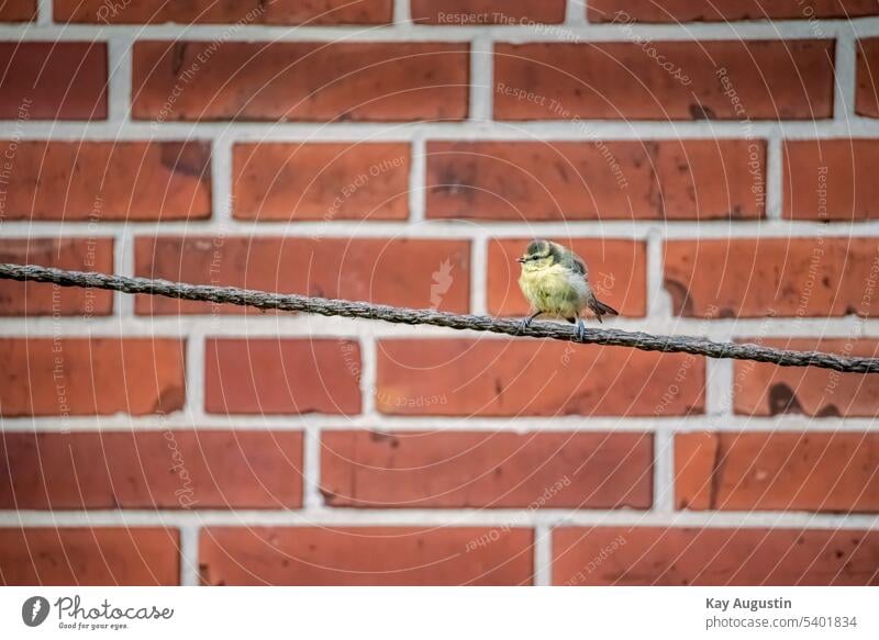 Blue tit on rope Tit mouse paridae Bird fauna Bird recording telephoto Dew Rope bokeh Nature Bird Photography bird world animal kingdom plumage blue-yellow Beak