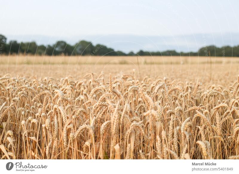 Wheat fields in the evening sun Wheatfield Wheat straws triticum aestivum Grain Harvest harvest season golden Summer food products sustainability Growth Farmer