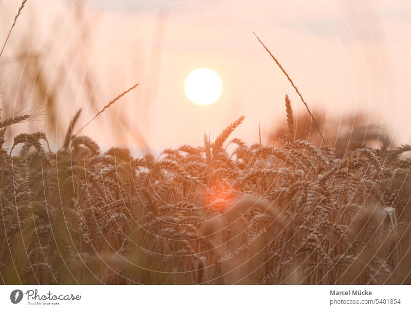 Wheat fields in the evening sun Wheatfield Wheat straws triticum aestivum Grain Harvest harvest season golden Summer food products sustainability Growth Farmer