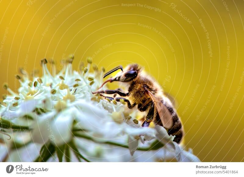 Wild bee on white flower drinking nectar. wild bee Bee Insect Plant Blossom White Nectar Macro (Extreme close-up) Flower Animal Pollen Blossoming Fragrance