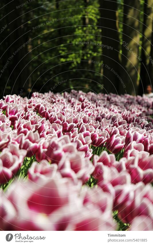 The flowers fill up with sun blossoms tulips Spring Blossoming Tulip focus gradient trees Green Sunlight Deserted Colour photo