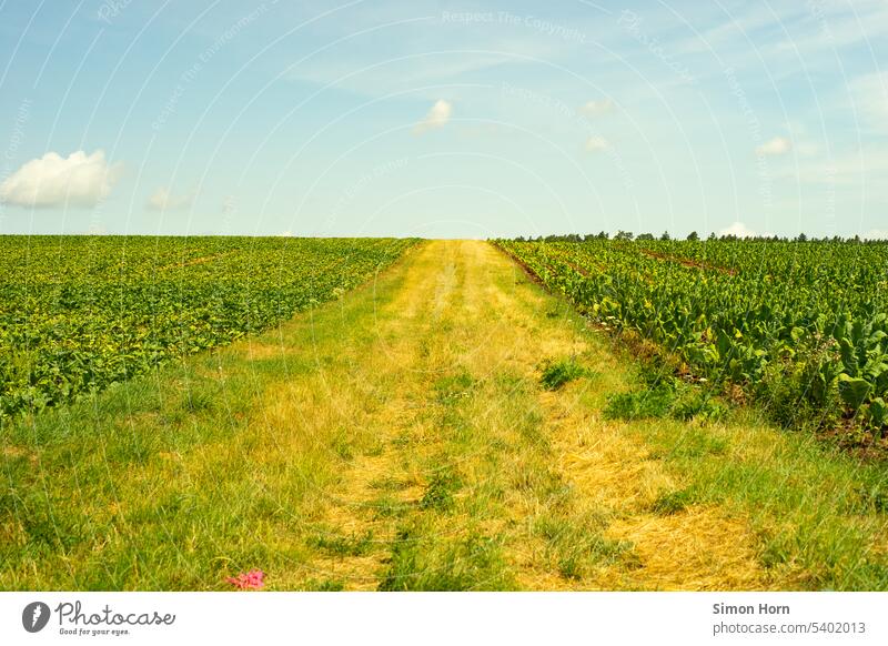 Meadow between two agricultural fields Agriculture Horizon surface agricultural land agriculturally Landscape Arable land country Field Outdoors