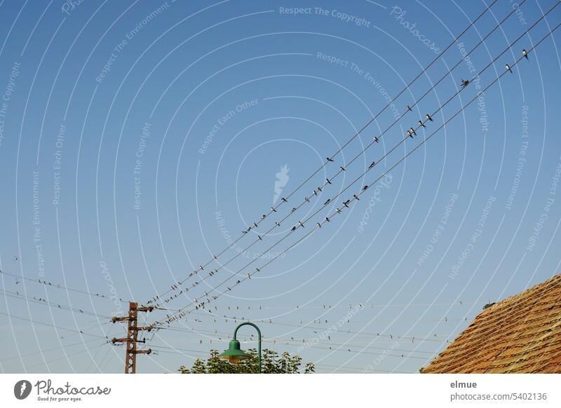 numerous swallows sitting on old power lines Swallow Migratory bird Transmission lines Wild animal Tiled roof bird migration Blog Flock Electricity pylon