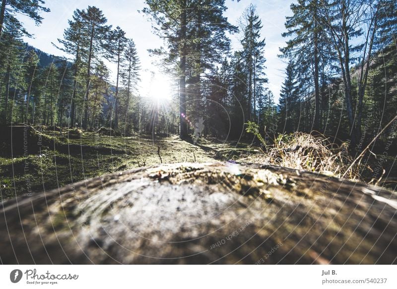 in the wood Nature Landscape Air Sun Autumn Beautiful weather Plant Tree Leaf Moody Truth Colour photo Exterior shot Twilight Light Sunlight