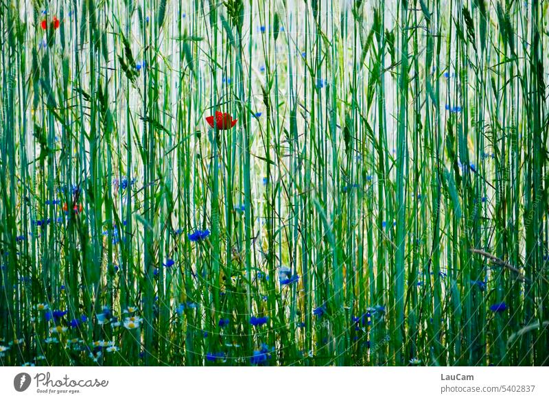 Poppy day - view of the cornfield Cornflower Cornfield Red Blue Green flowers Grain wax Overgrown tight Grain field Summer Poppy blossom Field Plant Agriculture